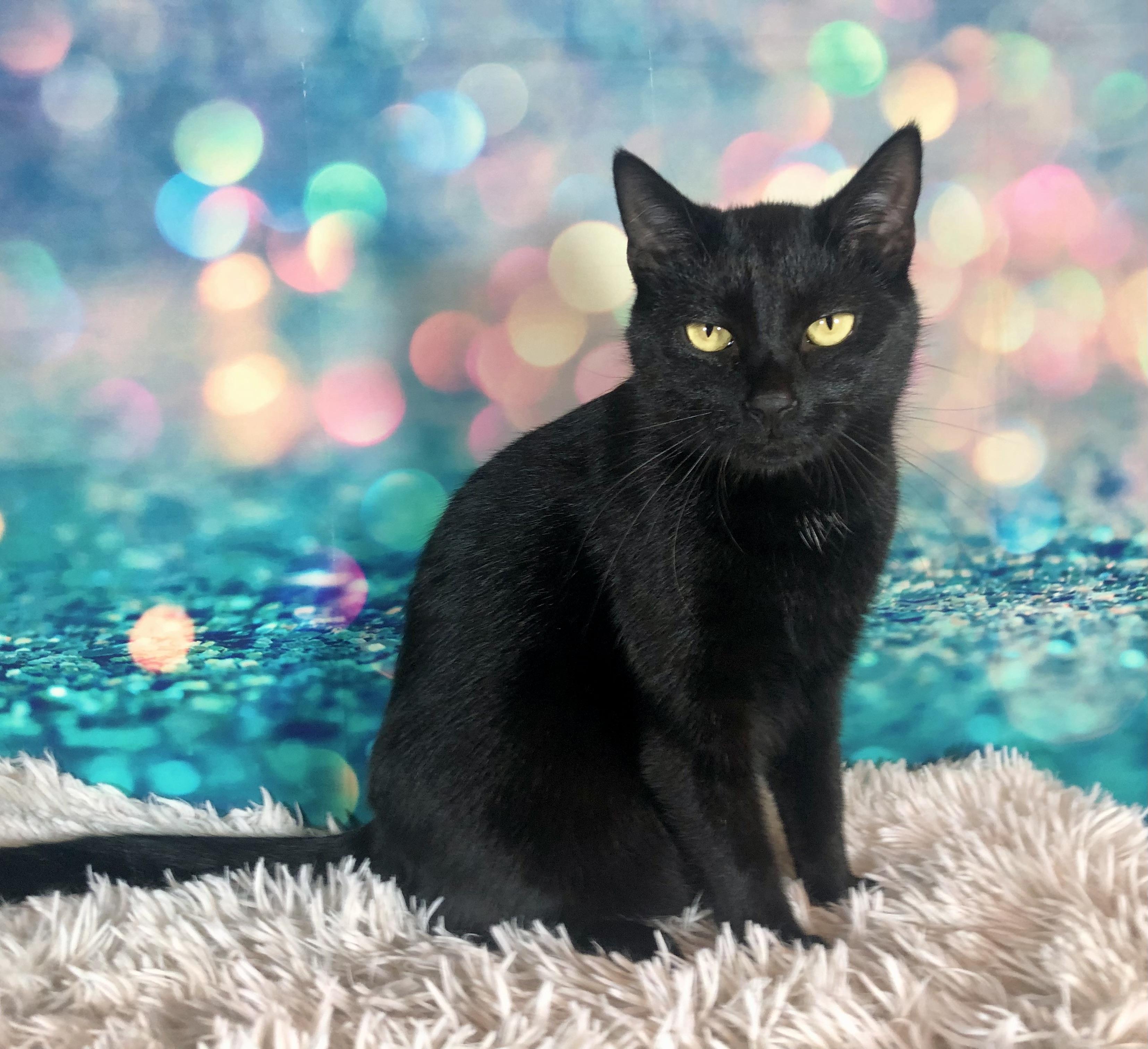 Enlarge Lorelai, a Adoptable Domestic Short Hair in Greensburg, PA image 2/6