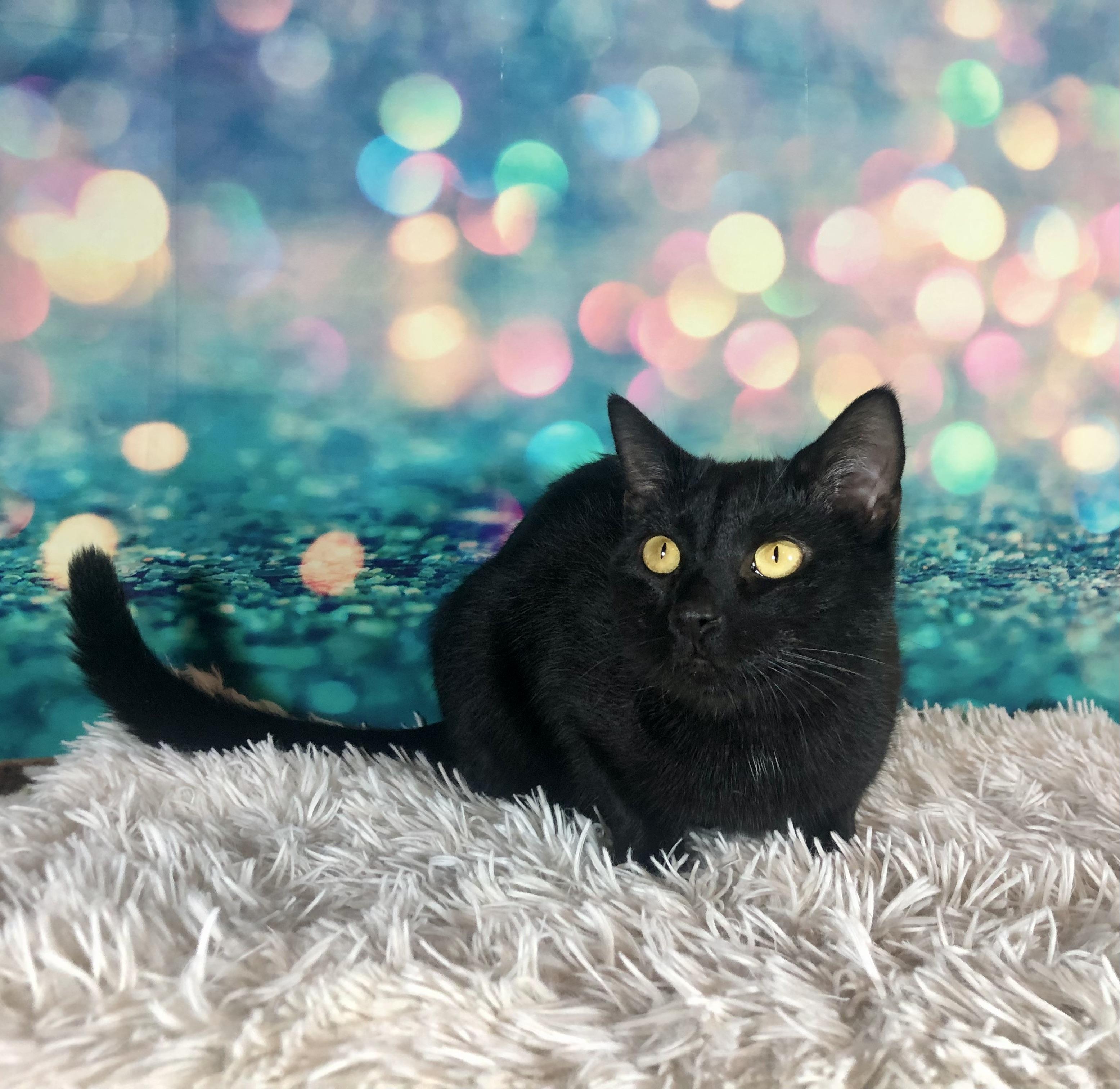 Enlarge Lorelai, a Adoptable Domestic Short Hair in Greensburg, PA image 1/6