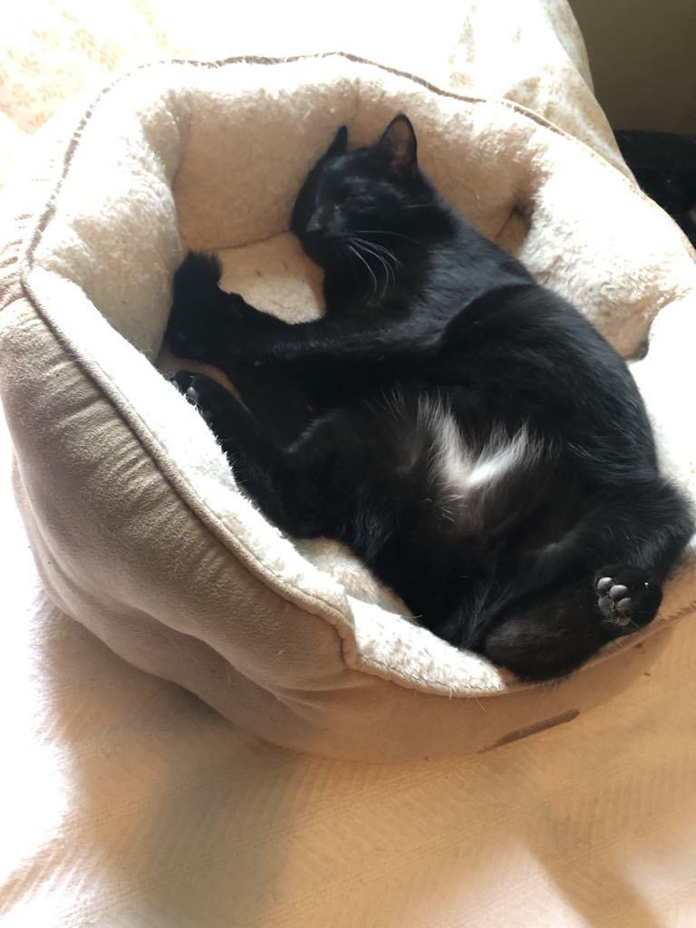 Enlarge Lorelai, a Adoptable Domestic Short Hair in Greensburg, PA image 5/6