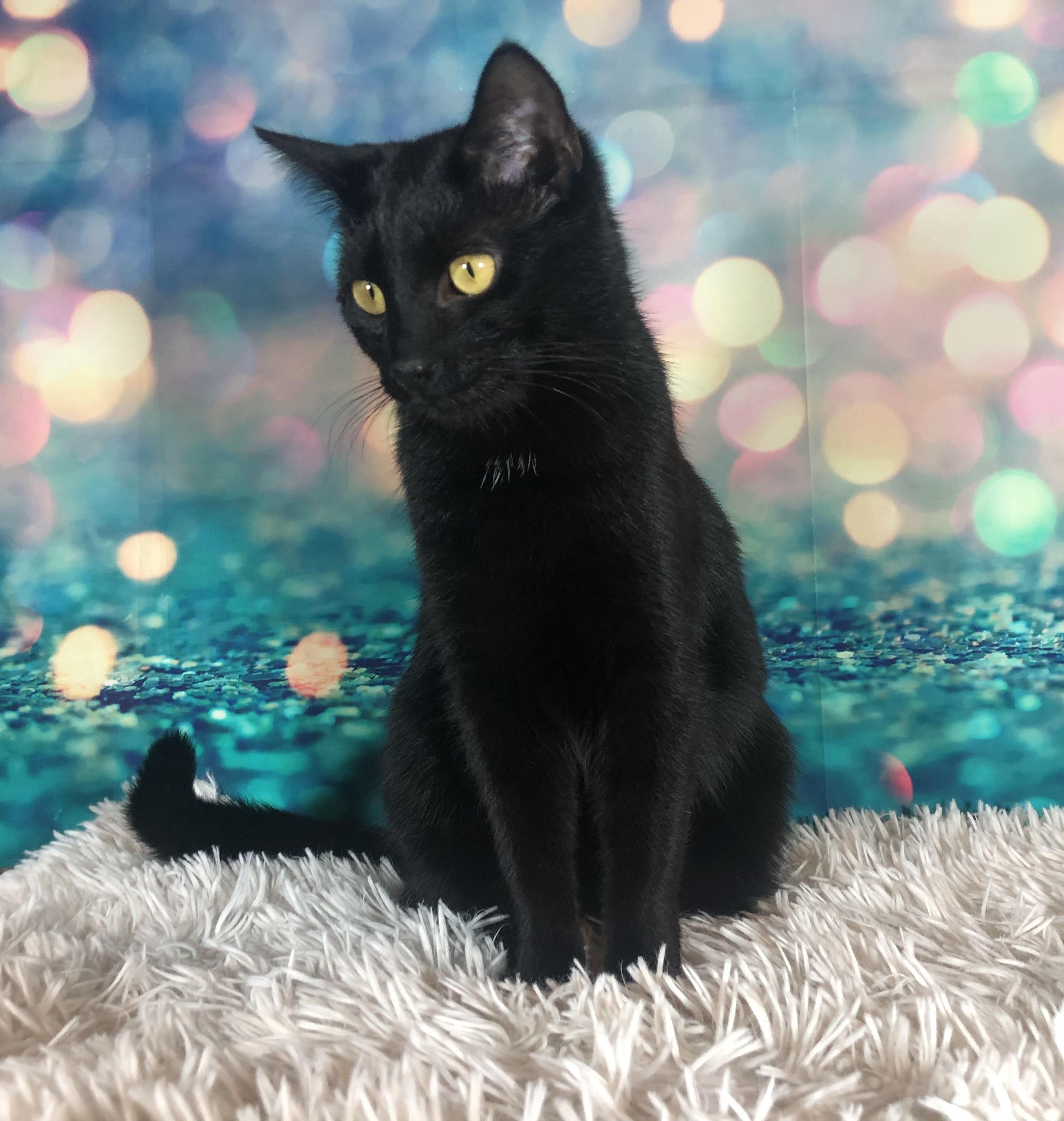 Lorelai, Adoptable, Young Female Domestic Short Hair.