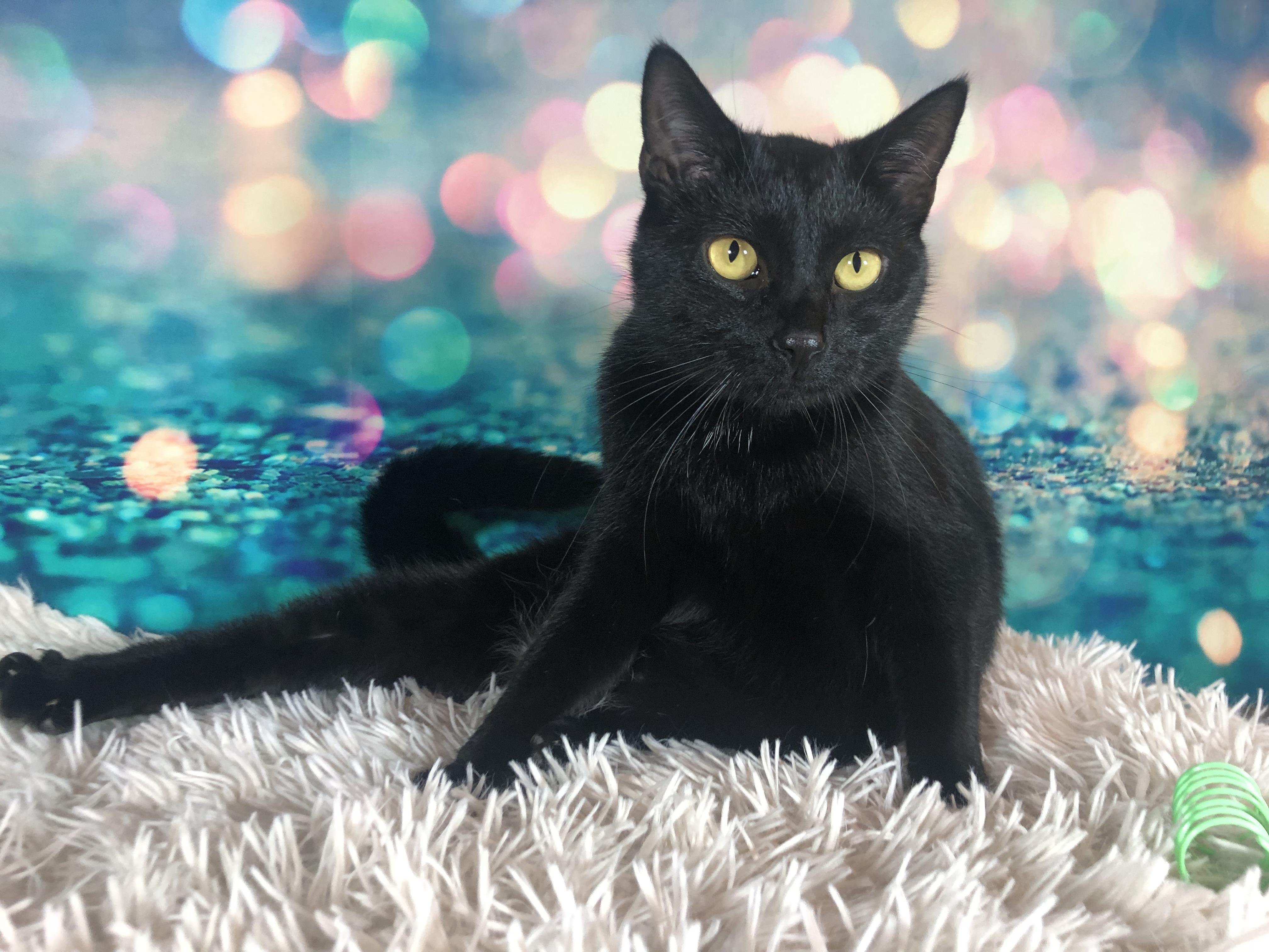 Enlarge Lorelai, a Adoptable Domestic Short Hair in Greensburg, PA image 4/6