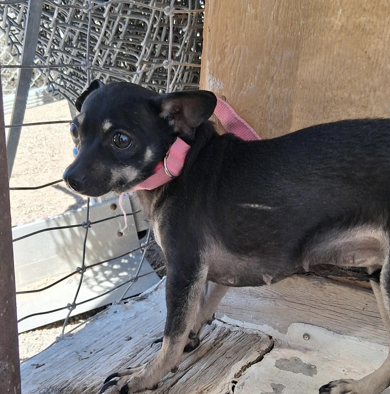 Poppy, adopted, Adult Female Chihuahua.