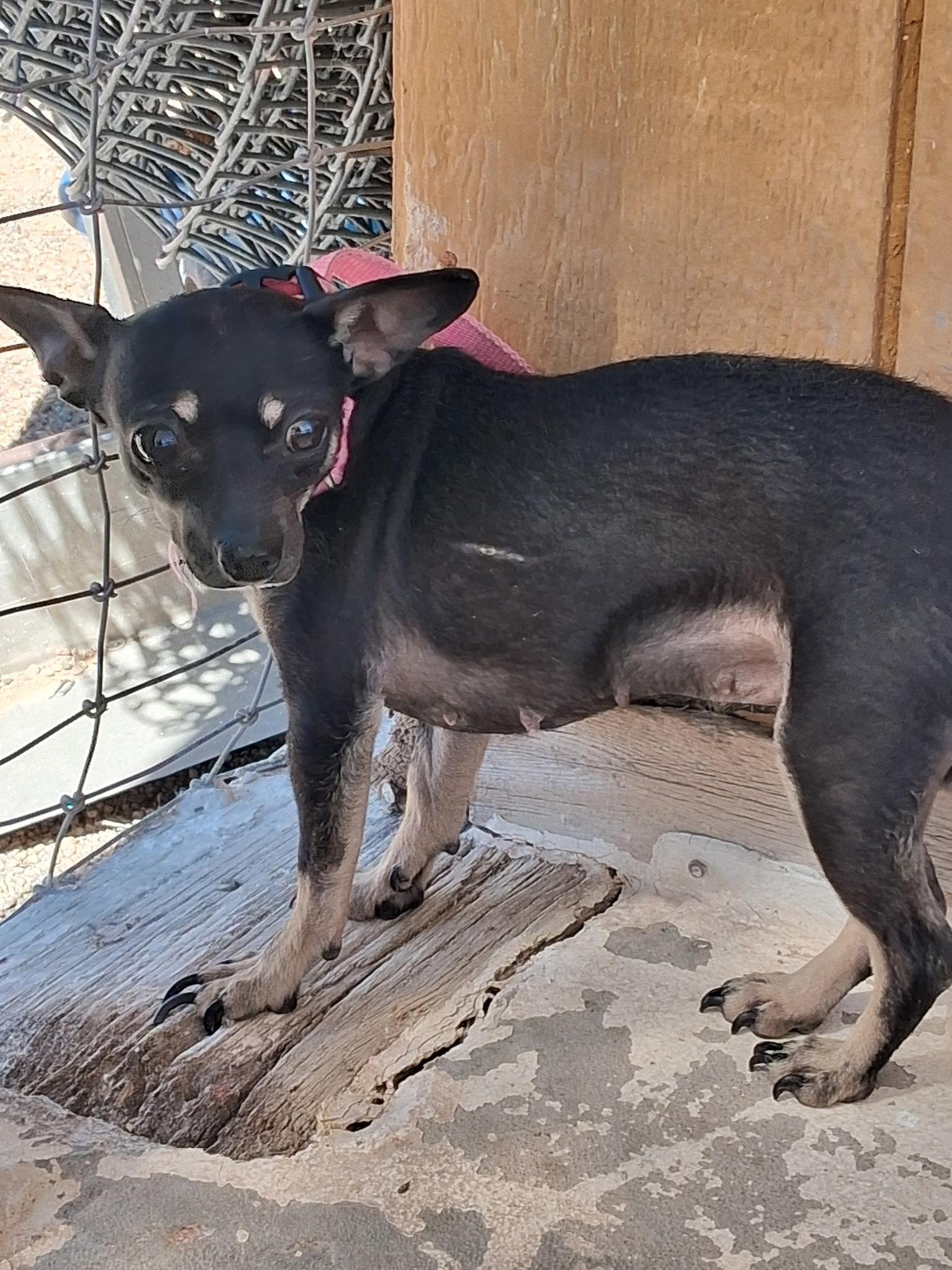 Enlarge Poppy, an adopted Chihuahua in Deming, NM image 2/2