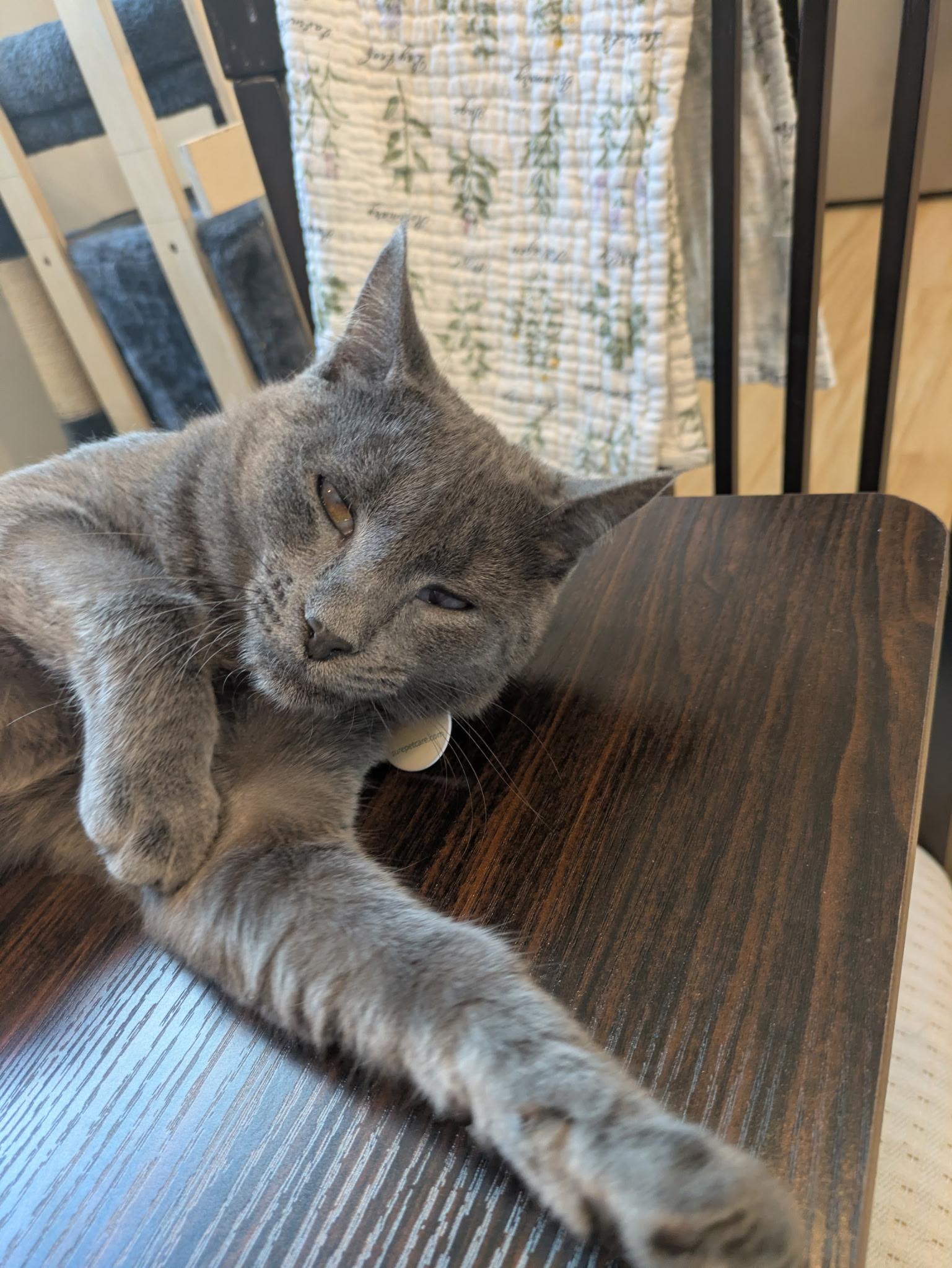 Enlarge Paula, a Adoptable Domestic Short Hair in New York, NY image 5/6