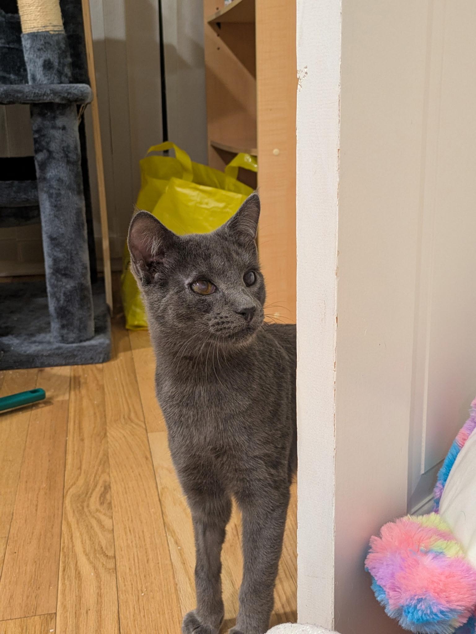 Enlarge Paula, a Adoptable Domestic Short Hair in New York, NY image 2/6