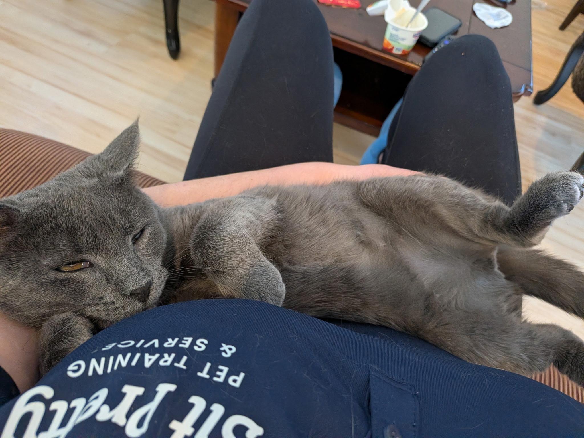 Enlarge Paula, a Adoptable Domestic Short Hair in New York, NY image 4/6