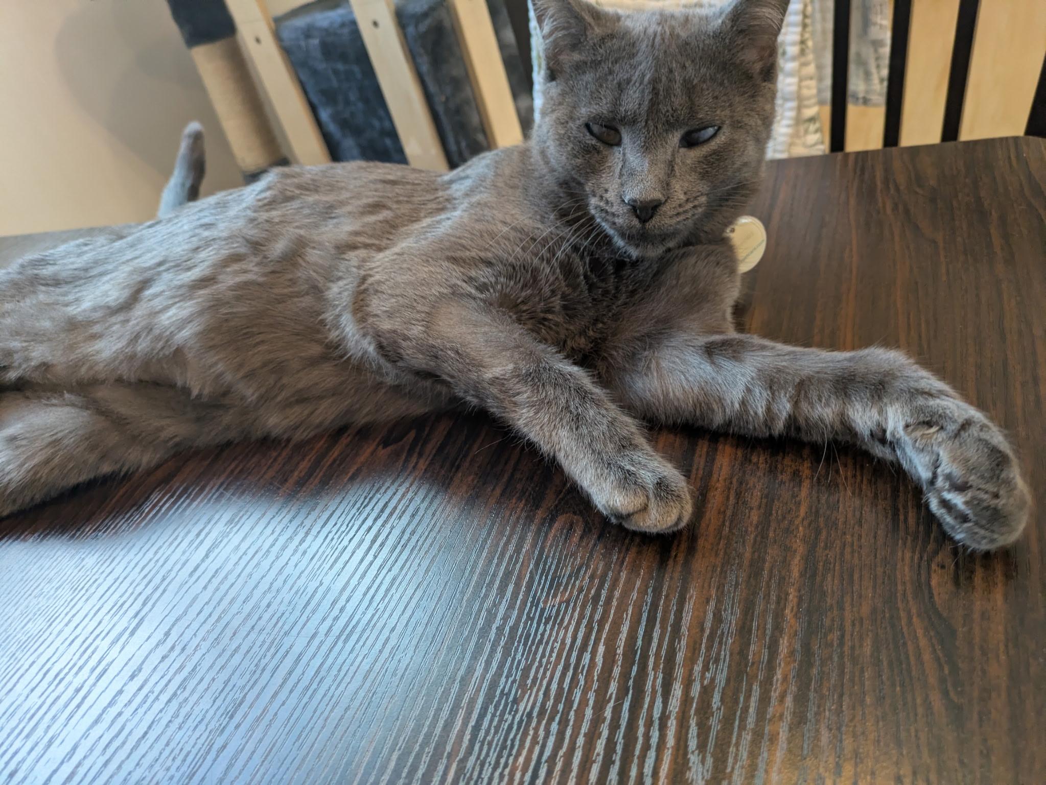 Enlarge Paula, a Adoptable Domestic Short Hair in New York, NY image 3/6