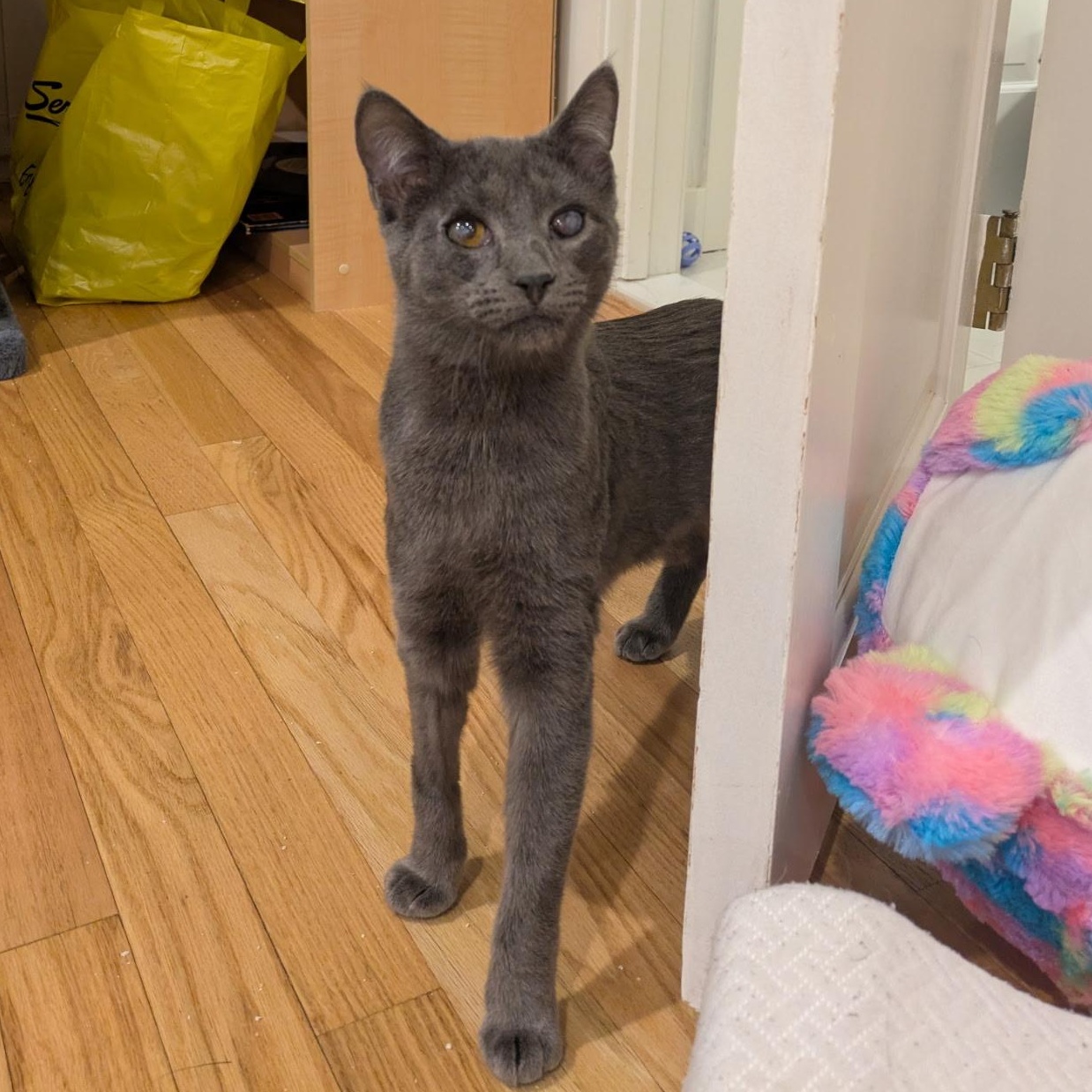 Paula, Adoptable, Kitten Female Domestic Short Hair.