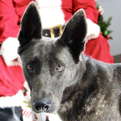 Enlarge Fin, a Adoptable mixed breed in Largo, FL image 1/3