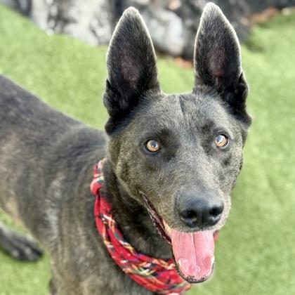 Enlarge Fin, a Adoptable mixed breed in Largo, FL image 3/3