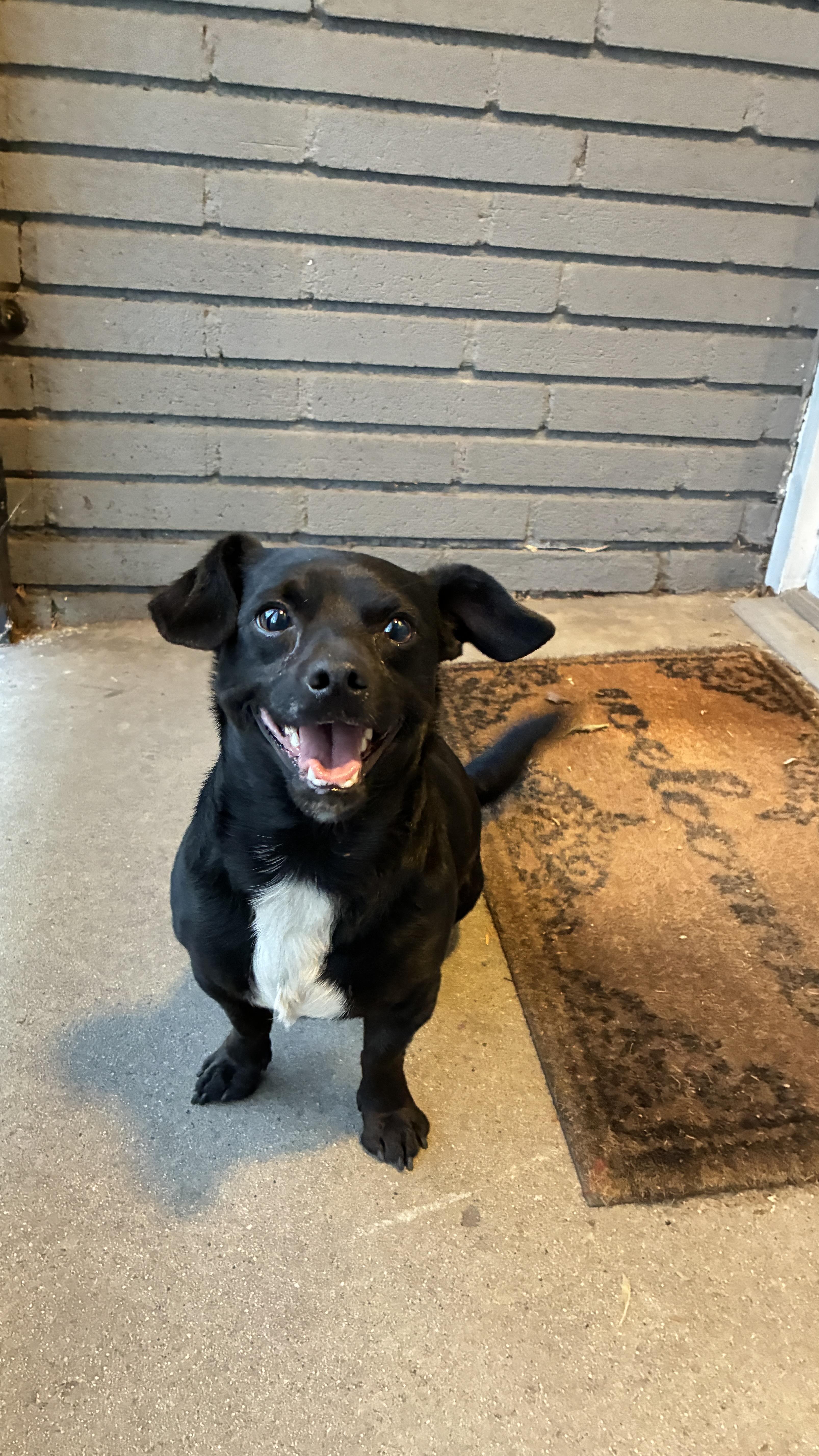 Woodchuck, adoptable, Young Male Chihuahua.