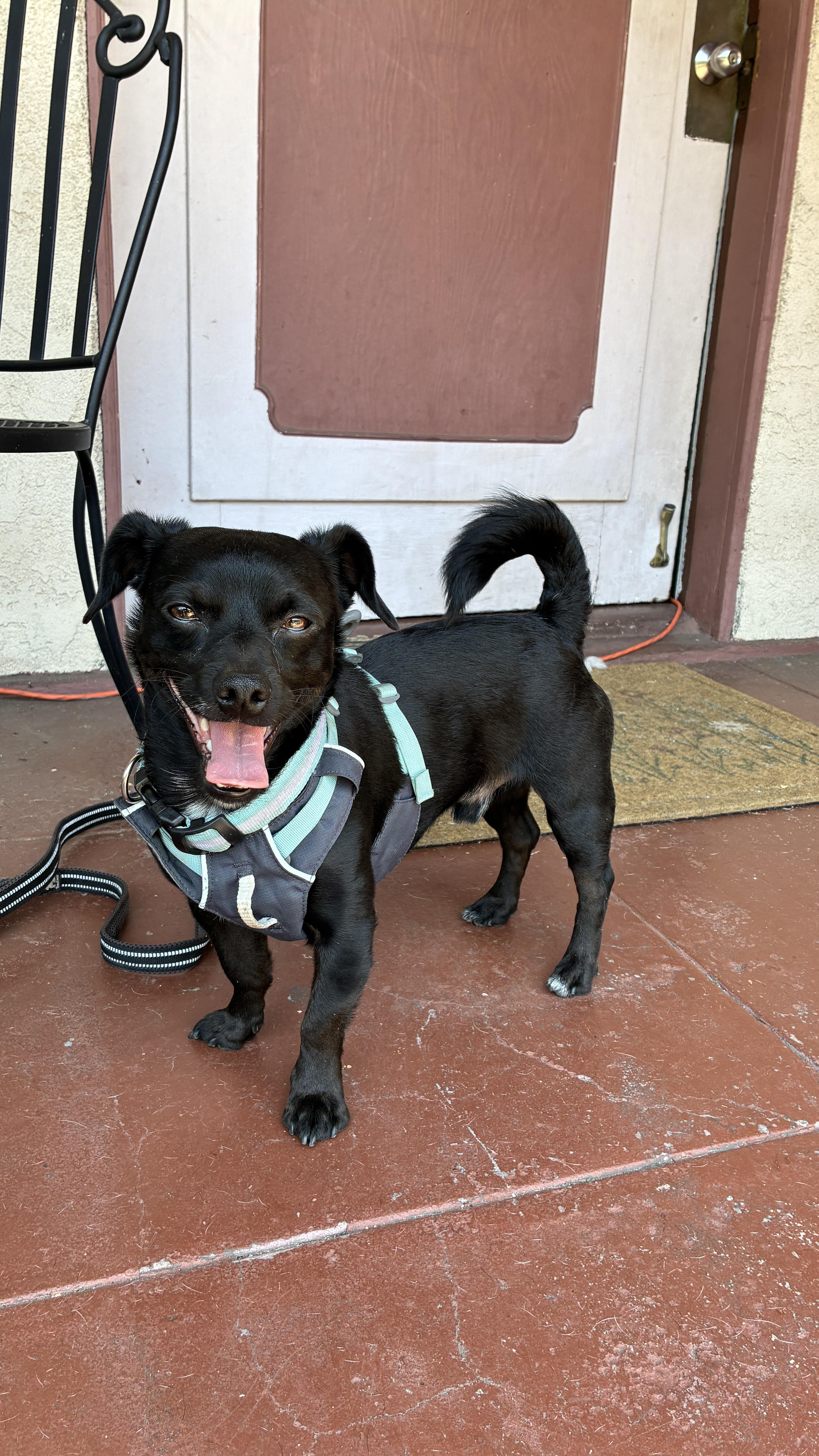 Woodchuck, an adoptable Chihuahua in los angeles, CA image 2/6