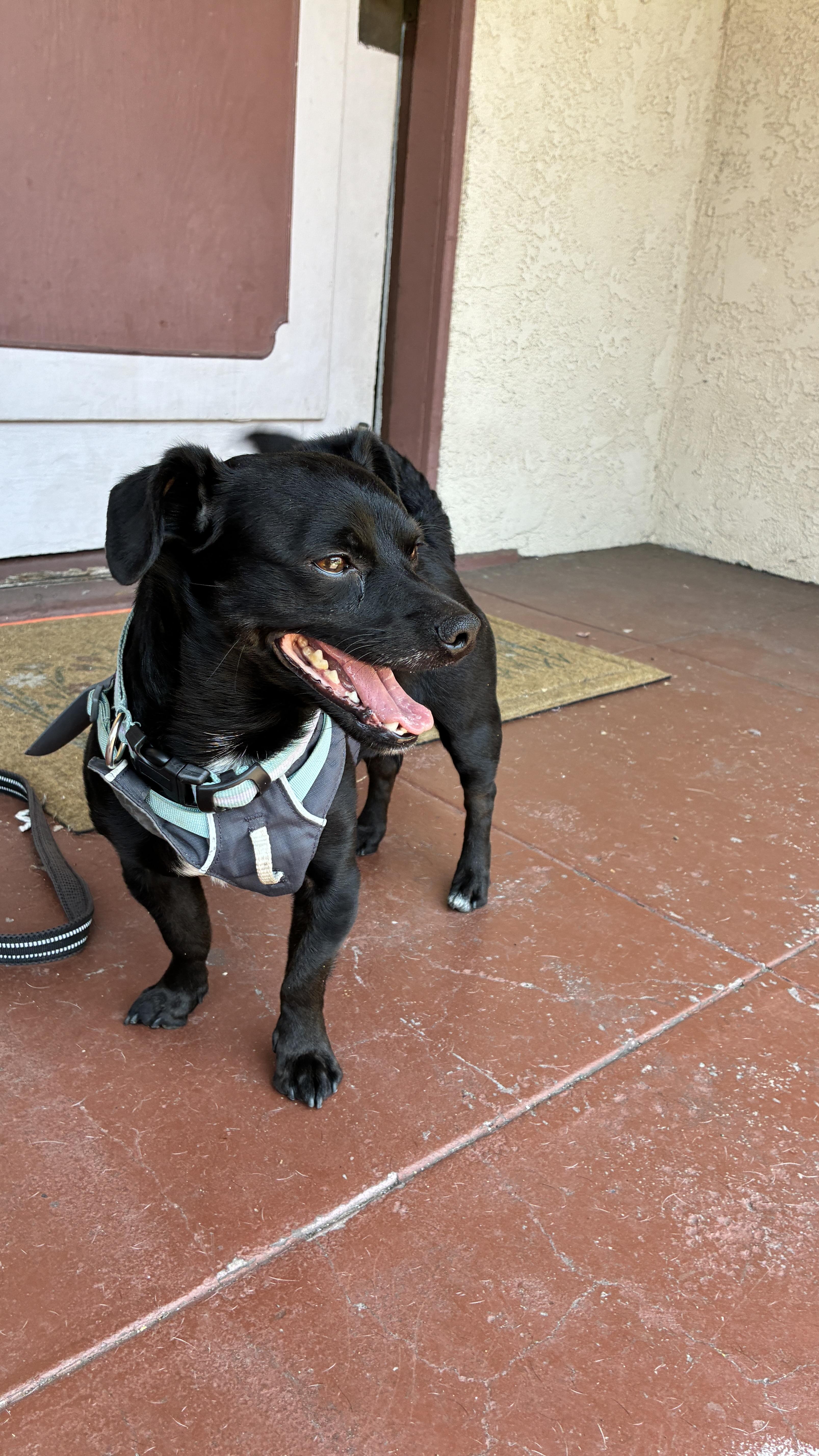 Woodchuck, an adoptable Chihuahua in los angeles, CA image 5/6