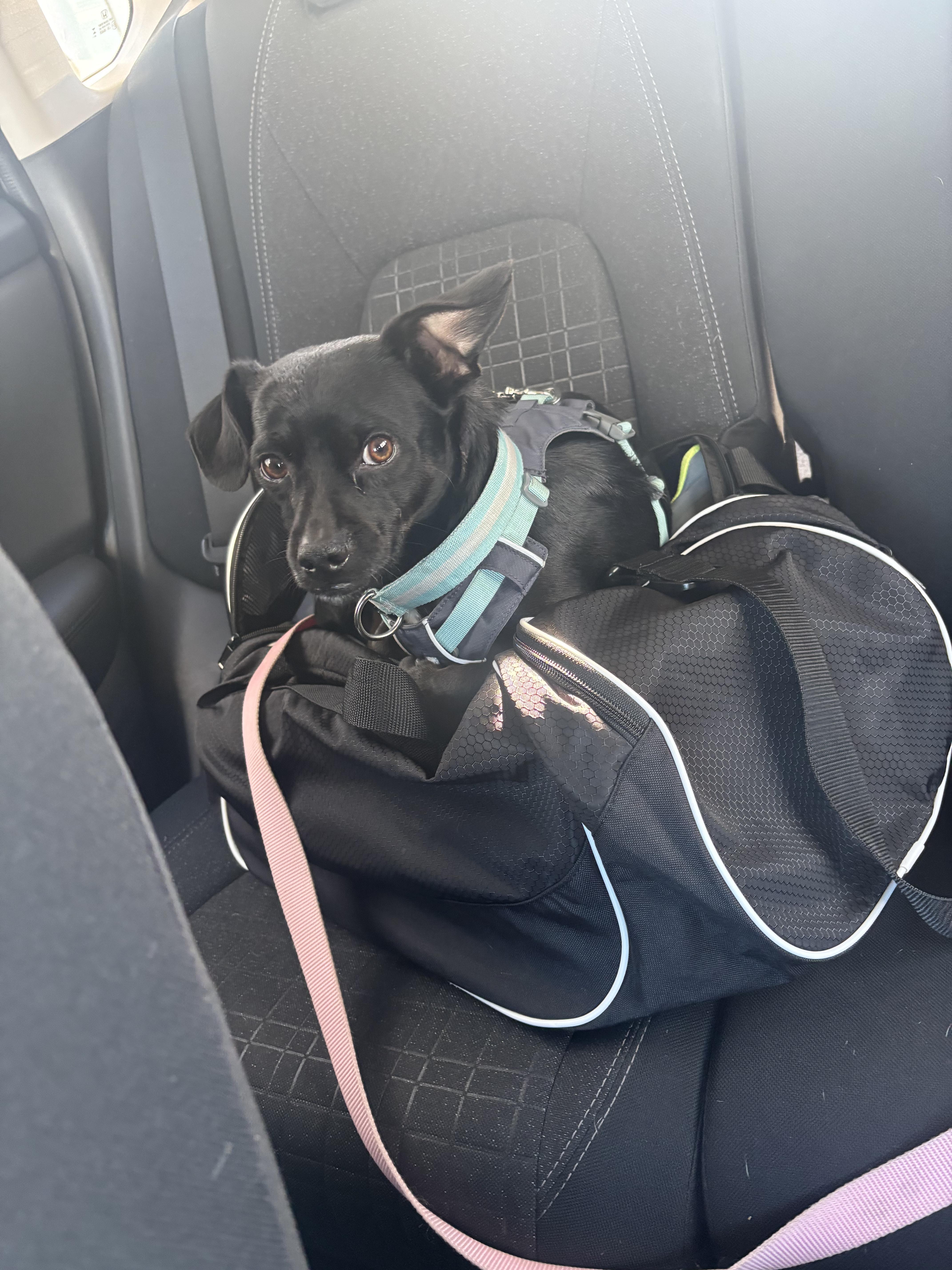 Woodchuck, an adoptable Chihuahua in los angeles, CA image 6/6