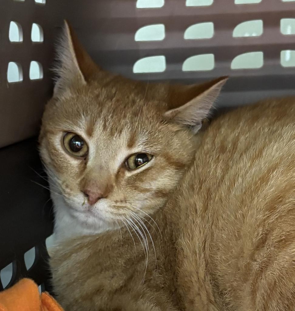Enlarge Saturday, a Adoptable mixed breed in Saint Paul, MN image 3/3
