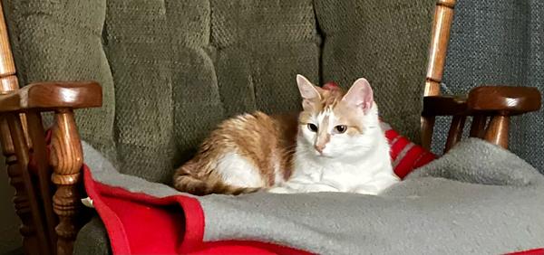 ABIGAIL ROAD, Adoptable, Adult Female Domestic Short Hair.