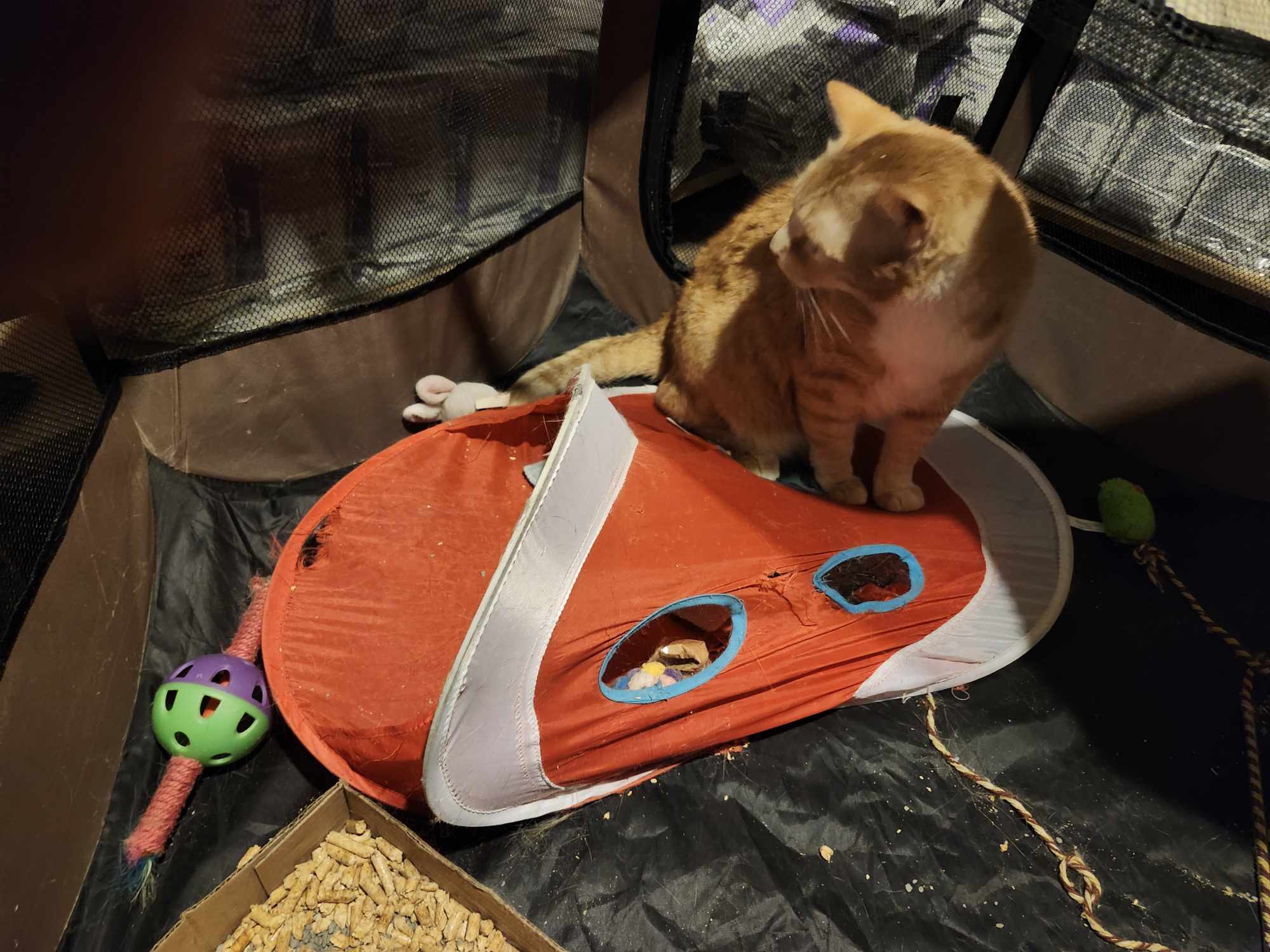 Carmel, a Adopted Tabby in Montgomery, IL image 1/3