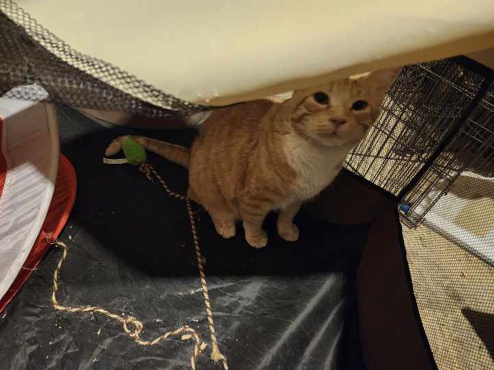 Carmel, a Adopted Tabby in Montgomery, IL image 2/3