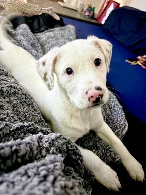 FERDINAND, Adoptable, Young Male Australian Cattle Dog / Blue Heeler & Terrier.