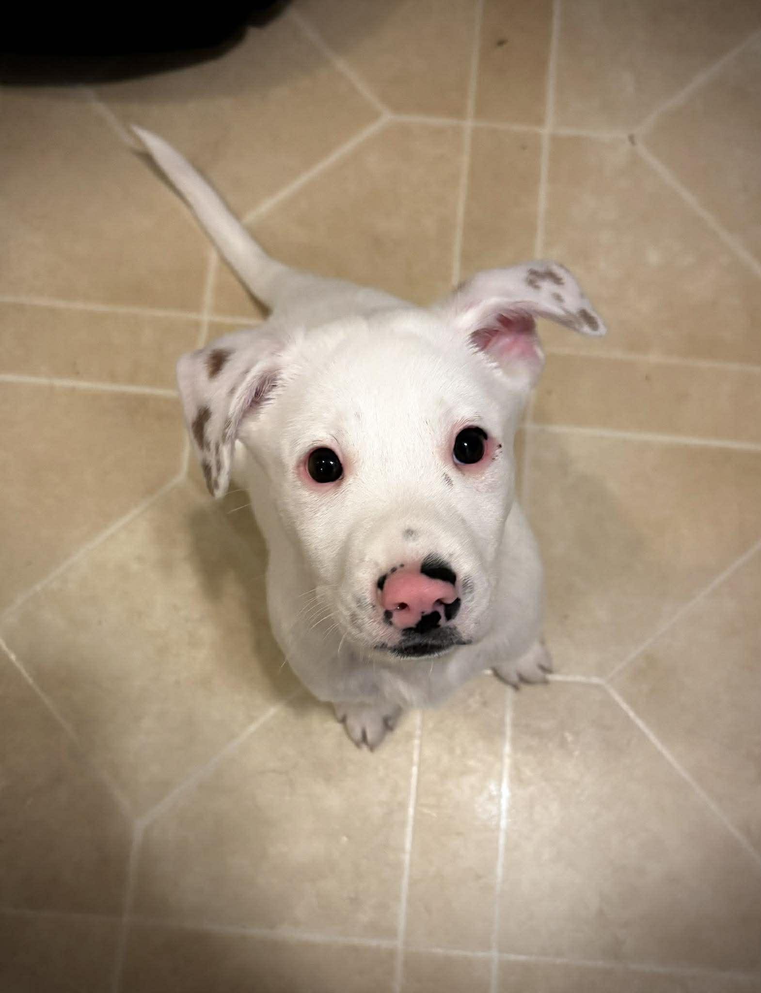 FERDINAND, a Adoptable mixed breed in Pomfret Center, CT image 2/3