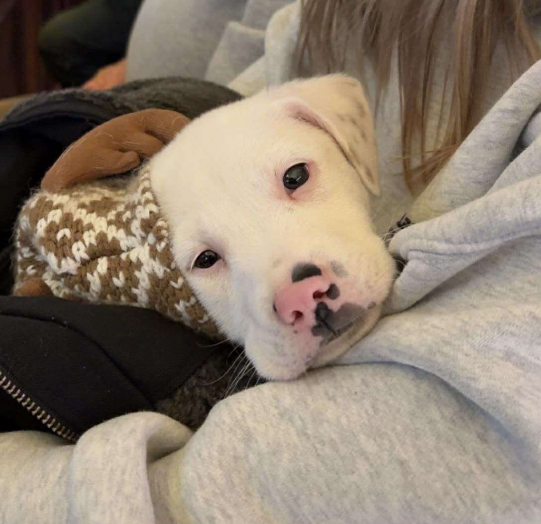 Ferdinand thumbnail 2