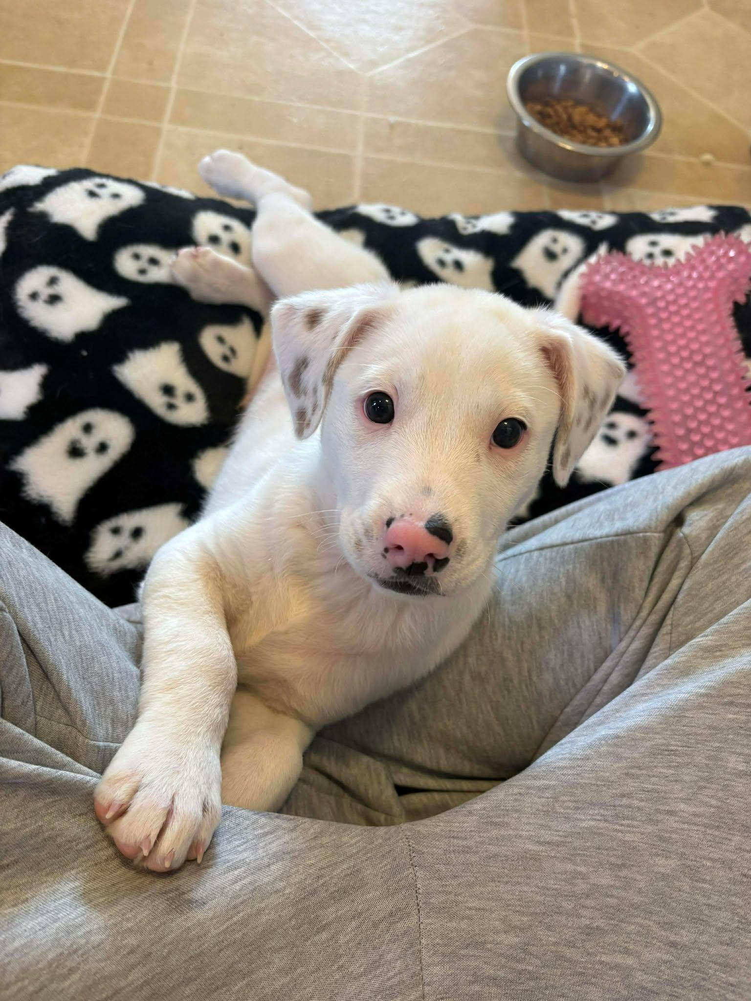 FERDINAND, a Adoptable mixed breed in Pomfret Center, CT image 3/3