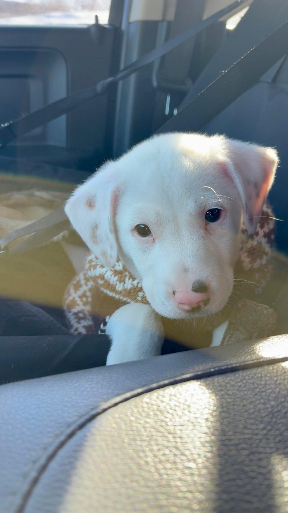 Ferdinand thumbnail 3