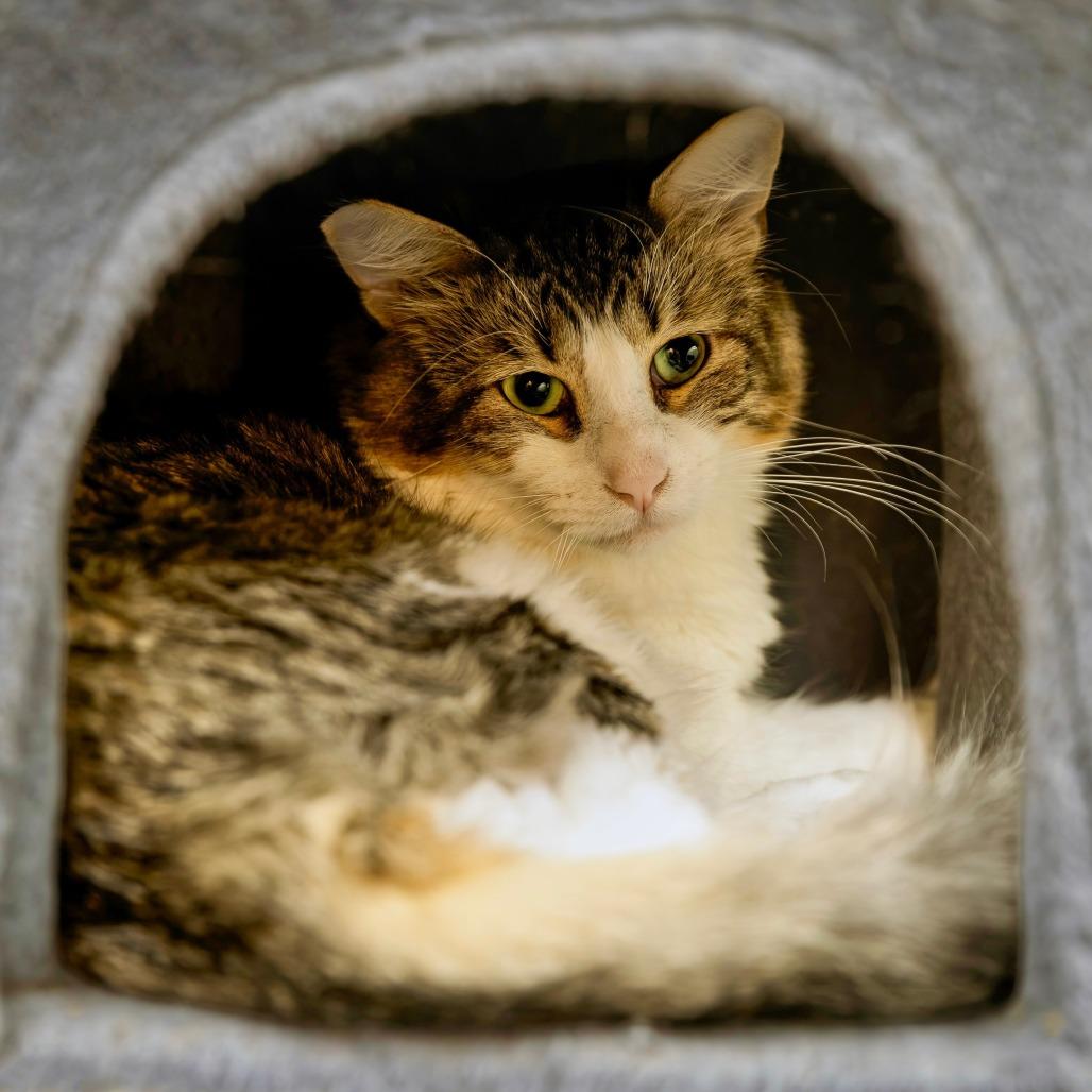 Papa, Adoptable, Young Male Domestic Short Hair.