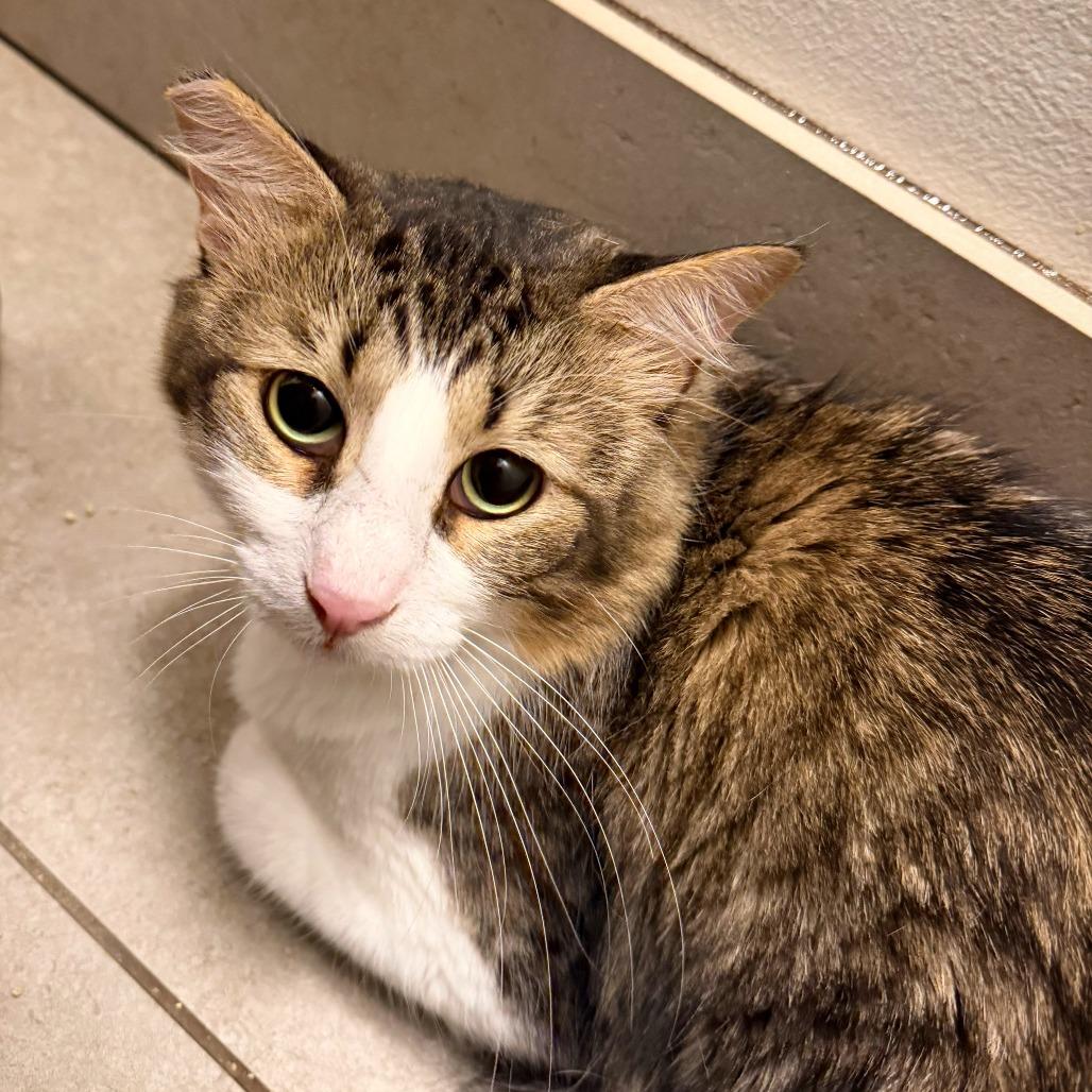 Papa, a Adoptable Domestic Short Hair in Las Vegas, NV image 2/2