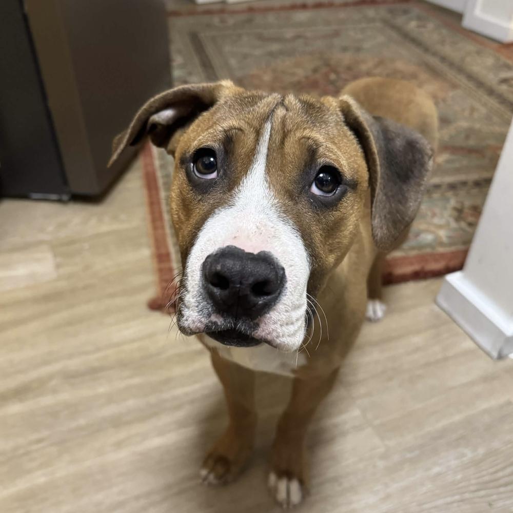 Tom Petty (Rockstar Litter) - AVAILABLE, Adoptable, Puppy Male Pit Bull Terrier.