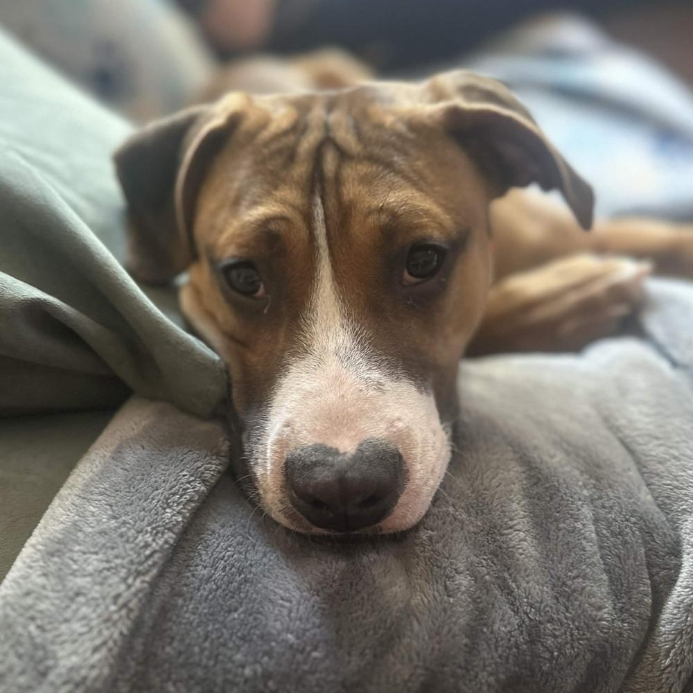 Tom Petty (Rockstar Litter) - AVAILABLE, a Adoptable Pit Bull Terrier in Seattle, WA image 5/6