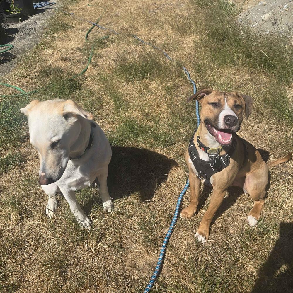 Tom Petty (Rockstar Litter) - AVAILABLE, a Adoptable Pit Bull Terrier in Seattle, WA image 2/6