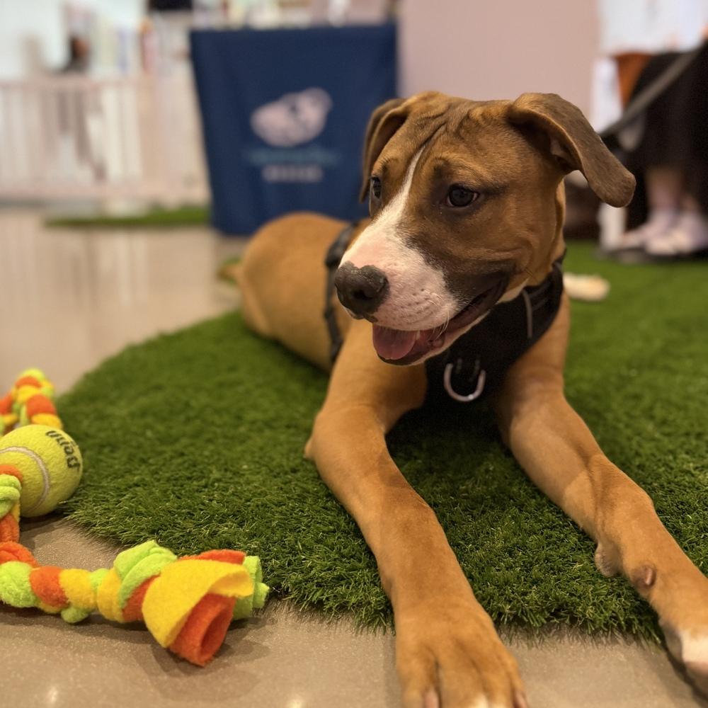 Enlarge Tom Petty (Rockstar Litter) - AVAILABLE, a Adoptable Pit Bull Terrier in Seattle, WA image 2/6