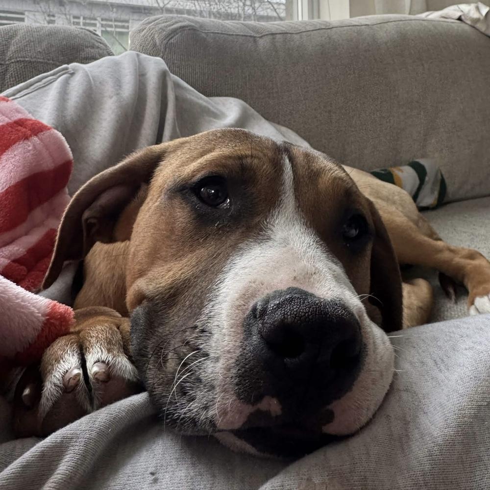 Enlarge Tom Petty (Rockstar Litter) - AVAILABLE, a Adoptable Pit Bull Terrier in Seattle, WA image 3/6