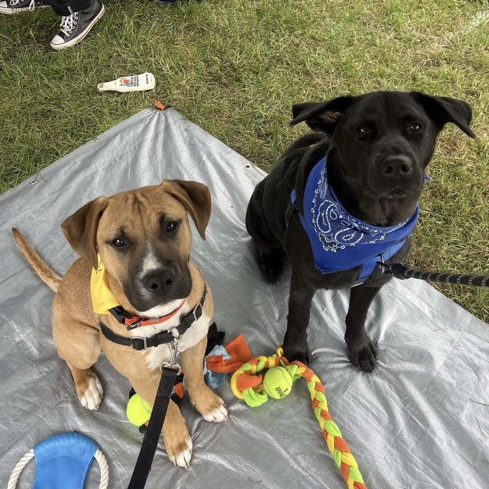 Tom Petty (Rockstar Litter) - AVAILABLE, a Adoptable Pit Bull Terrier in Seattle, WA image 4/6