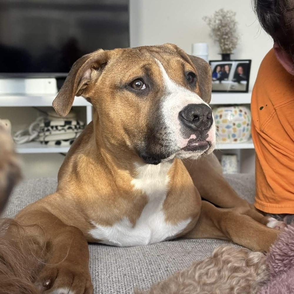 Enlarge Tom Petty (Rockstar Litter) - AVAILABLE, a Adoptable Pit Bull Terrier in Seattle, WA image 4/6