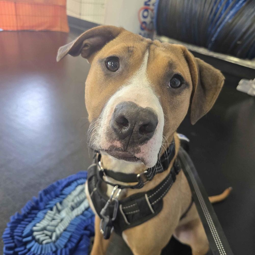 Tom Petty (Rockstar Litter) - AVAILABLE, a Adoptable Pit Bull Terrier in Seattle, WA image 1/6