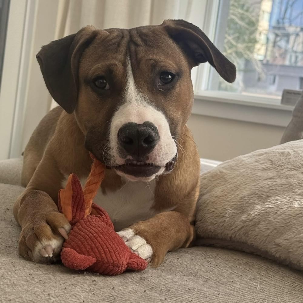 Enlarge Tom Petty (Rockstar Litter) - AVAILABLE, a Adoptable Pit Bull Terrier in Seattle, WA image 5/6
