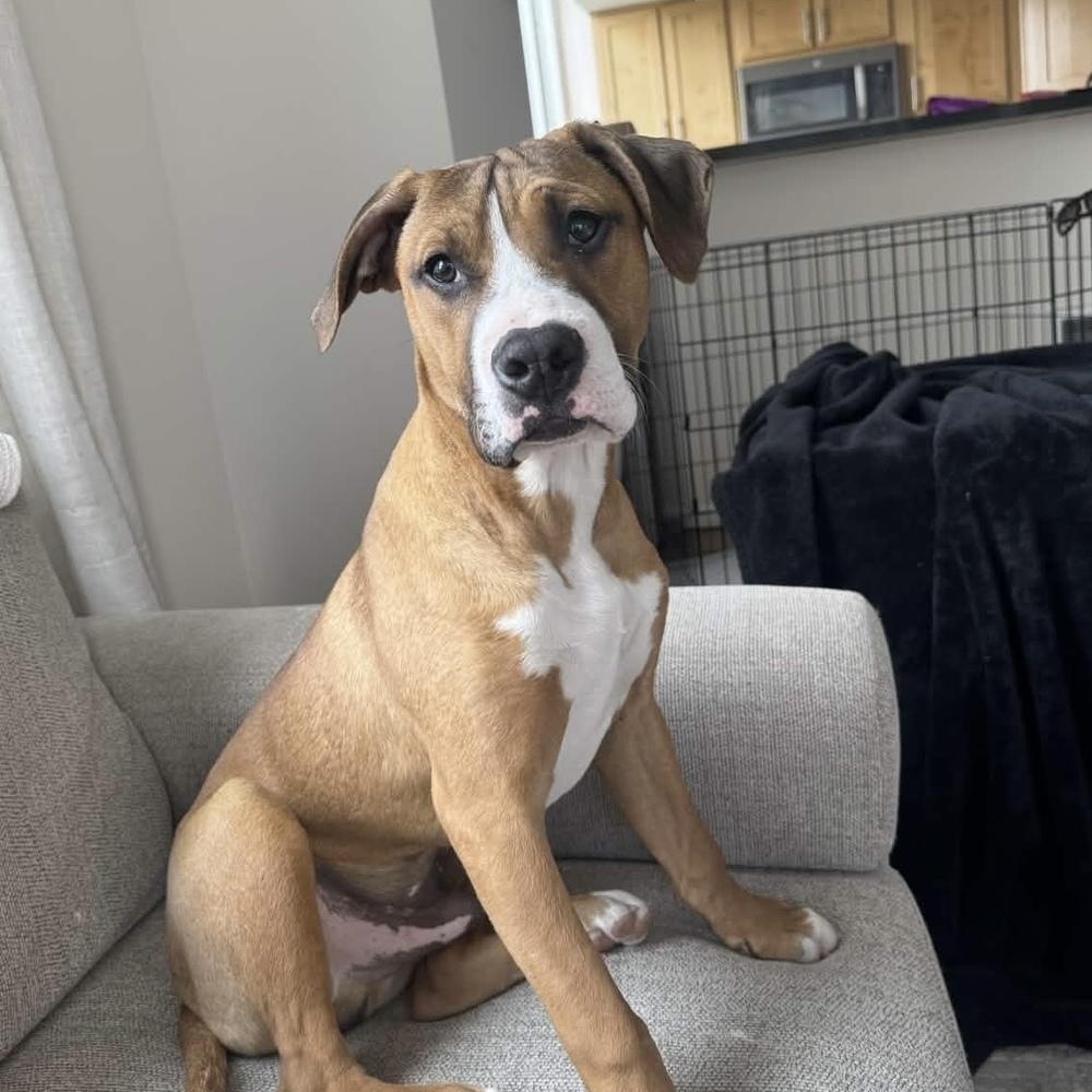 Tom Petty (Rockstar Litter) - AVAILABLE, a Adoptable Pit Bull Terrier in Seattle, WA image 3/6