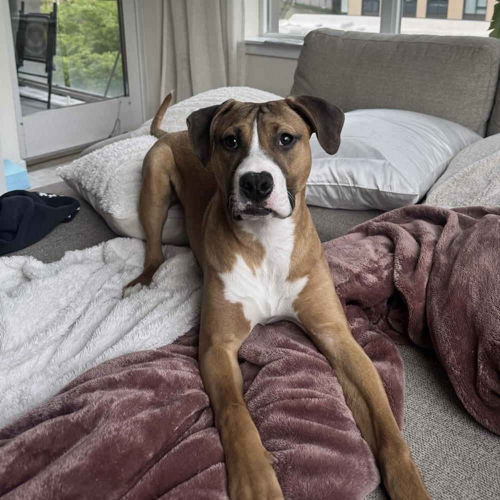 Enlarge Tom Petty (Rockstar Litter) - AVAILABLE, a Adoptable Pit Bull Terrier in Seattle, WA image 6/6