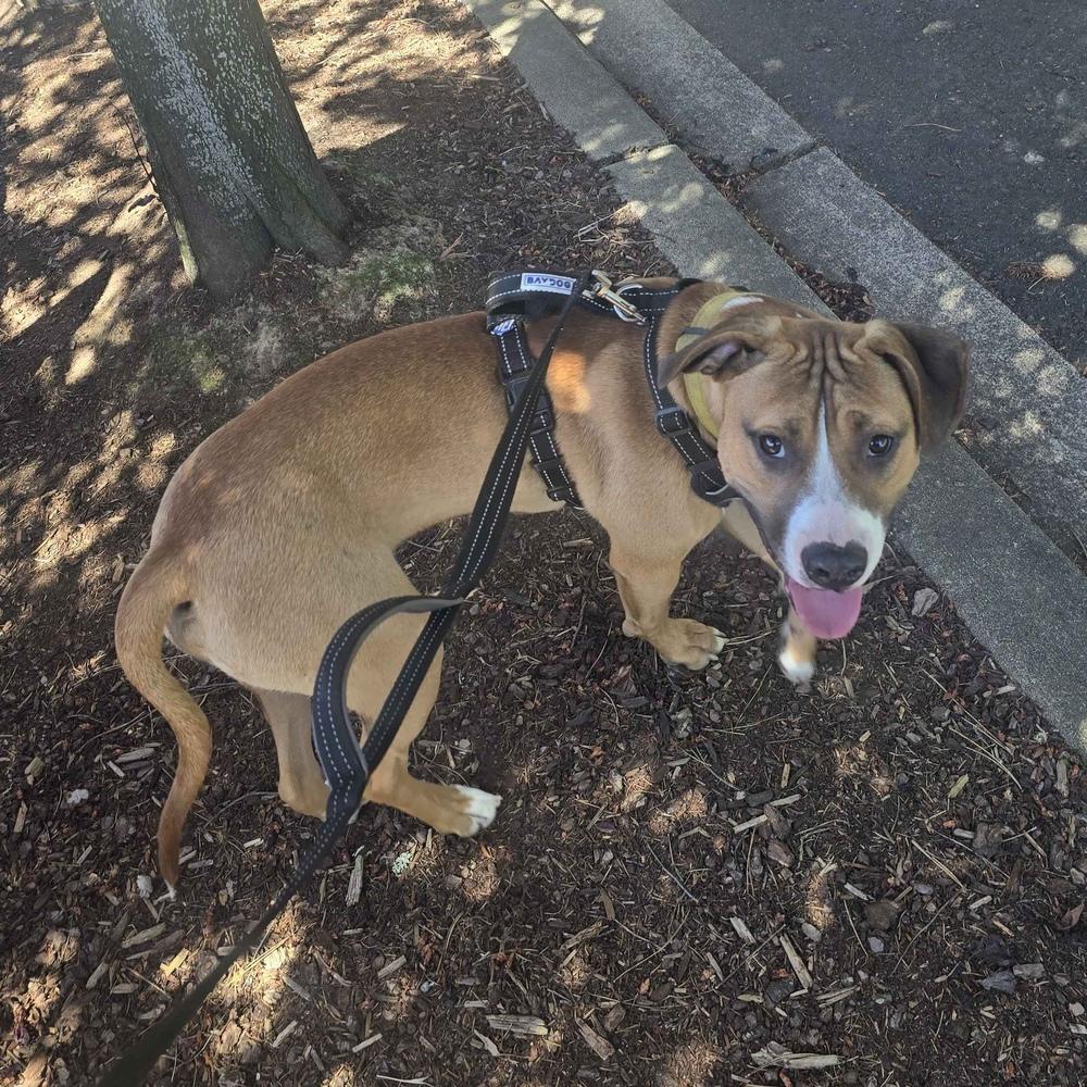 Tom Petty (Rockstar Litter) - AVAILABLE, a Adoptable Pit Bull Terrier in Seattle, WA image 6/6