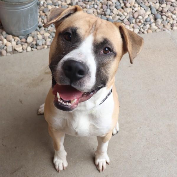 Enlarge Cheeto, a Adoptable mixed breed in Sioux City, IA image 1/1