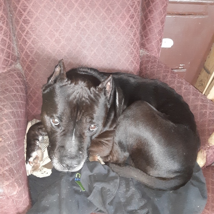 Bruce Wayne “Batman” – check out his ears! Handsome & Smart!! Fostered in Claremont, NH, a Adoptable mixed breed in Columbus, OH image 2/6