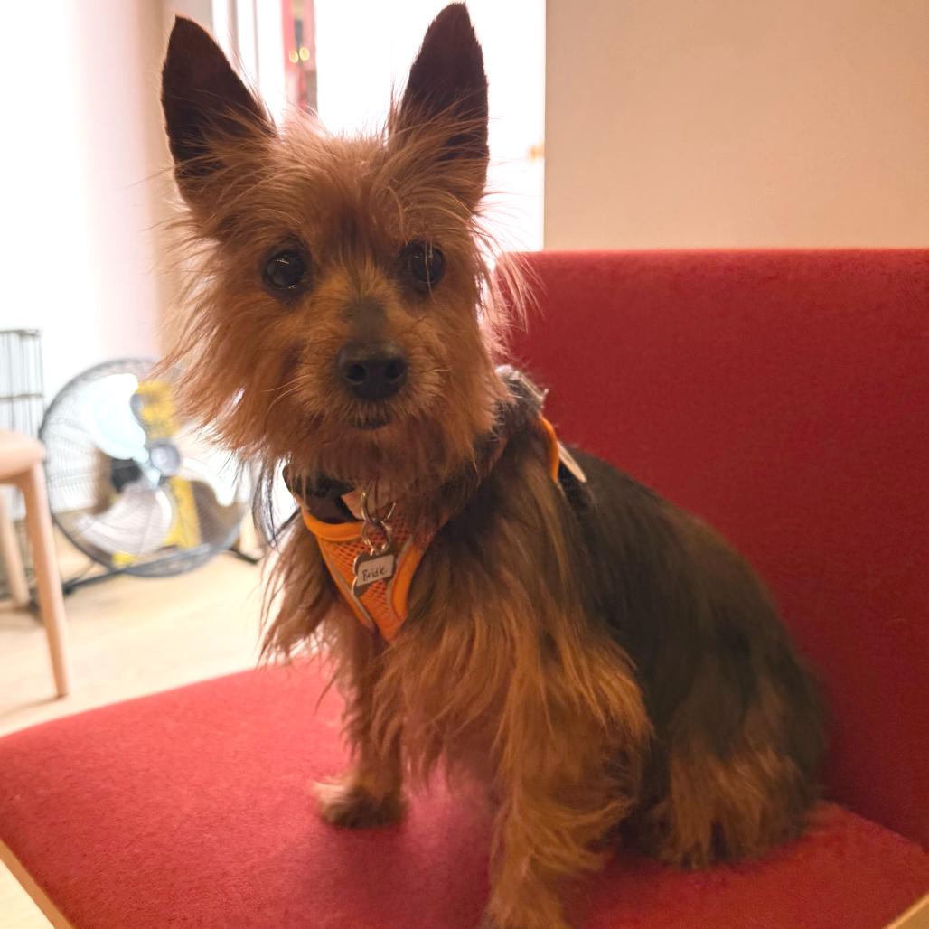 Bridle 14019, Adoptable, Senior Female Yorkshire Terrier.