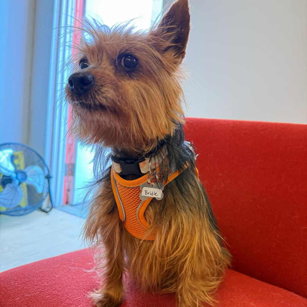 Enlarge Bridle 14019, a Adoptable Yorkshire Terrier in San Francisco, CA image 2/6