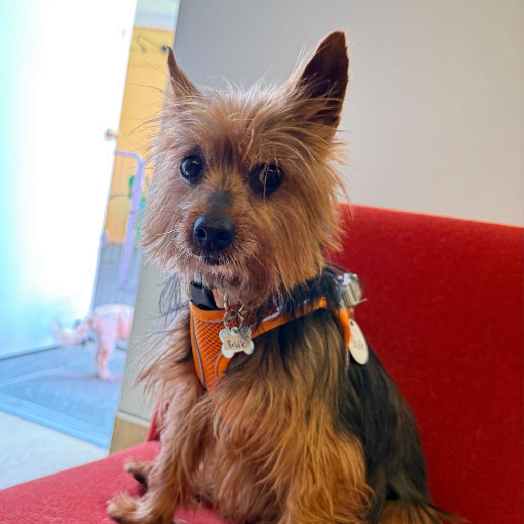 Enlarge Bridle 14019, a Adoptable Yorkshire Terrier in San Francisco, CA image 3/6