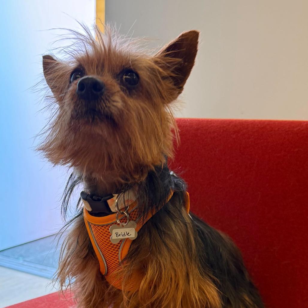 Enlarge Bridle 14019, a Adoptable Yorkshire Terrier in San Francisco, CA image 4/6