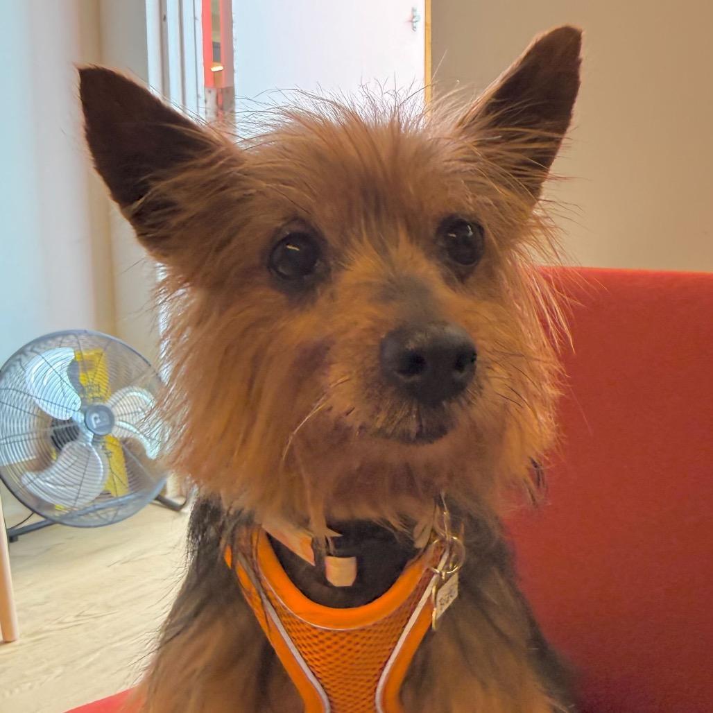 Enlarge Bridle 14019, a Adoptable Yorkshire Terrier in San Francisco, CA image 5/6