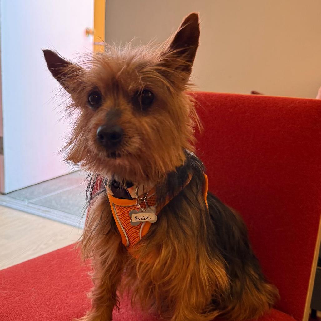 Enlarge Bridle 14019, a Adoptable Yorkshire Terrier in San Francisco, CA image 6/6