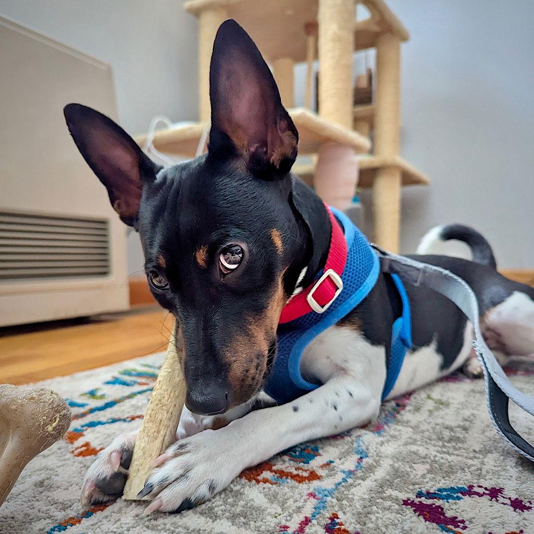 Beau Jangles (OH), Adoptable, Young Male Rat Terrier.